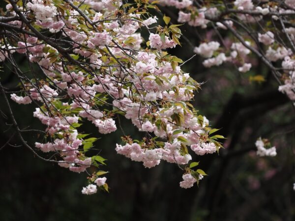 マクロ撮影の桜写真