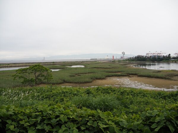 大阪南港野鳥園西池-北池