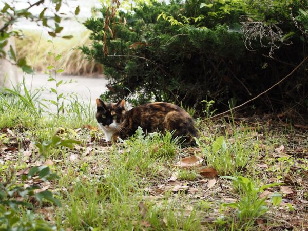 大阪南港野鳥園の展望台周辺にいた猫