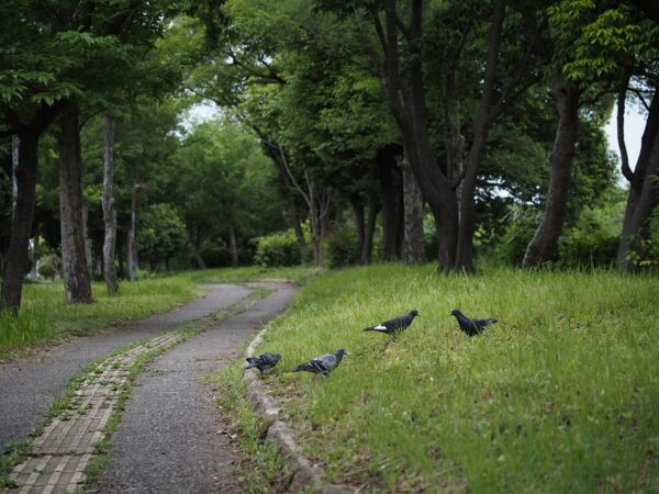 大阪南港野鳥園近辺の写真