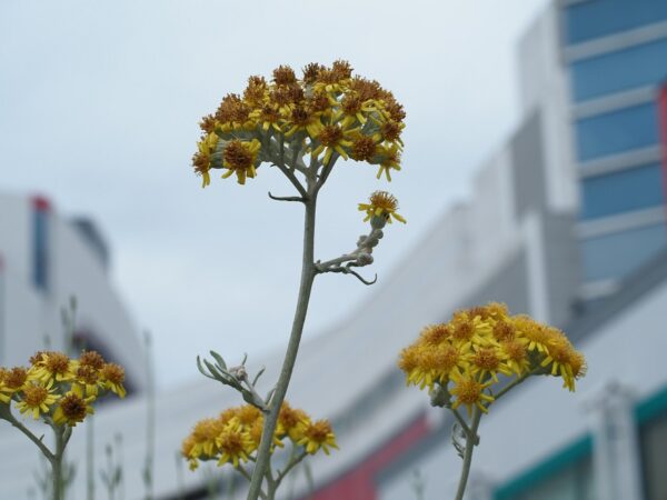 大阪南港ATCの花