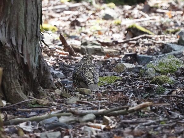 トラツグミ