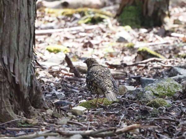 トラツグミ