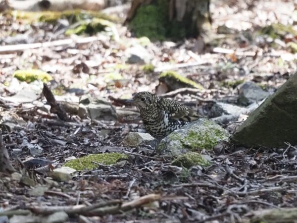 トラツグミ