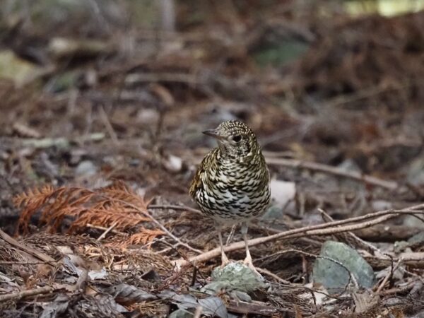 トラツグミ