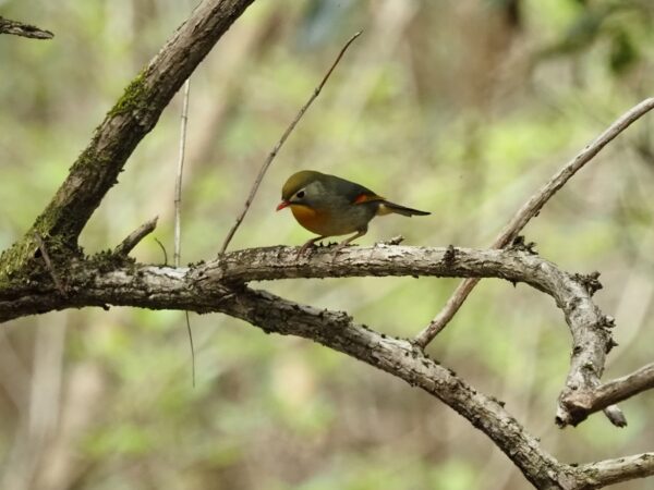 ソウシチョウ