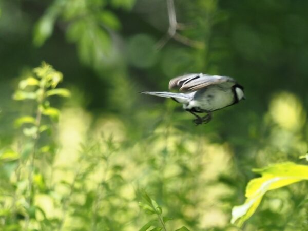 シジュウカラ