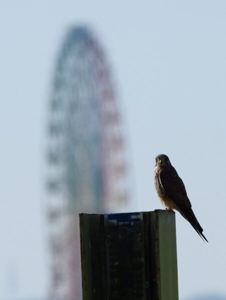 チョウゲンボウ