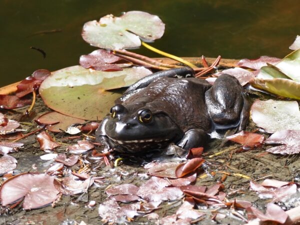 ウシガエル