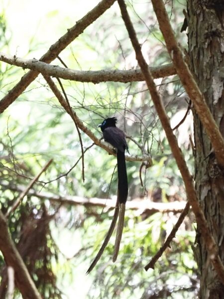 サンコウチョウ雄