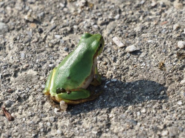 ニホンアマガエル