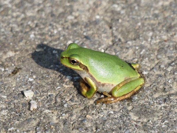 ニホンアマガエル