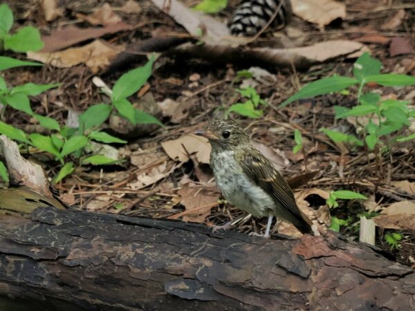 キビタキ幼鳥