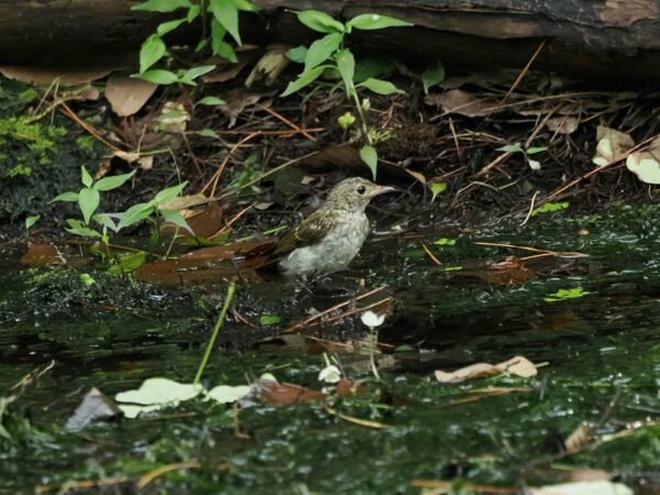 キビタキ幼鳥