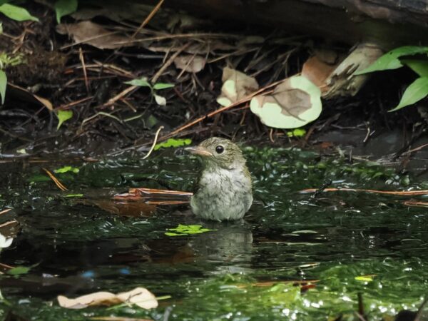 キビタキ幼鳥