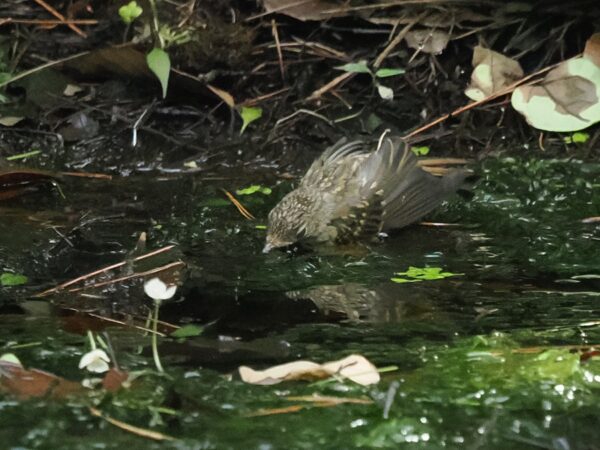 キビタキ幼鳥