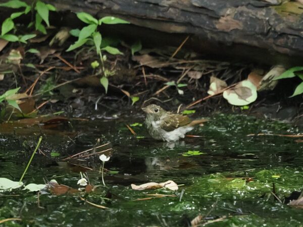 キビタキ幼鳥