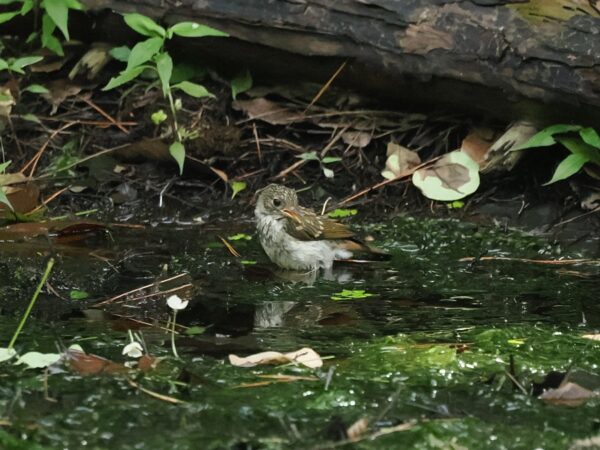 キビタキ幼鳥