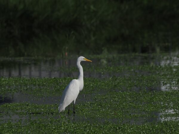 チュウサギ