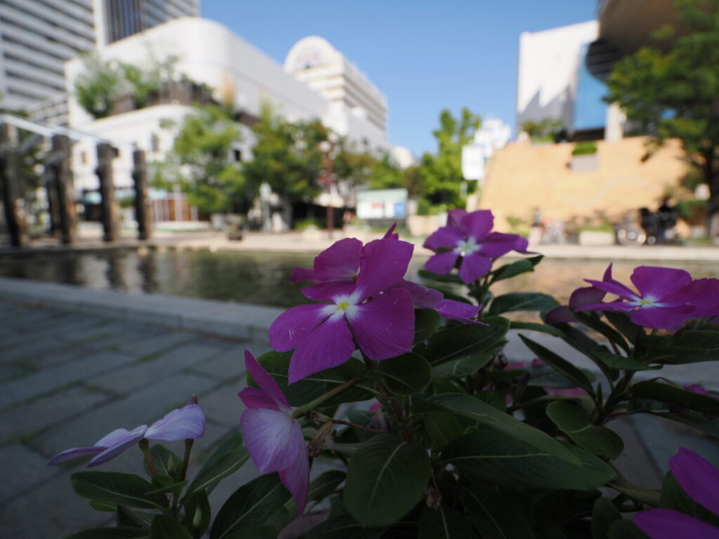 六甲アイランド（ED8-25mm f4.0 PRO）で撮影