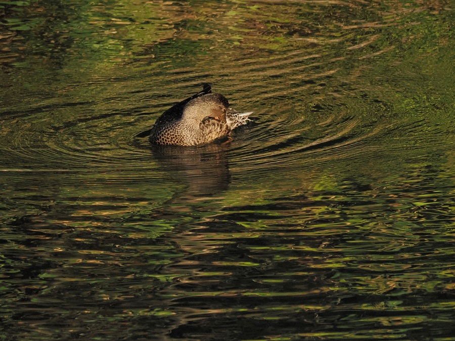 ハシビロガモ