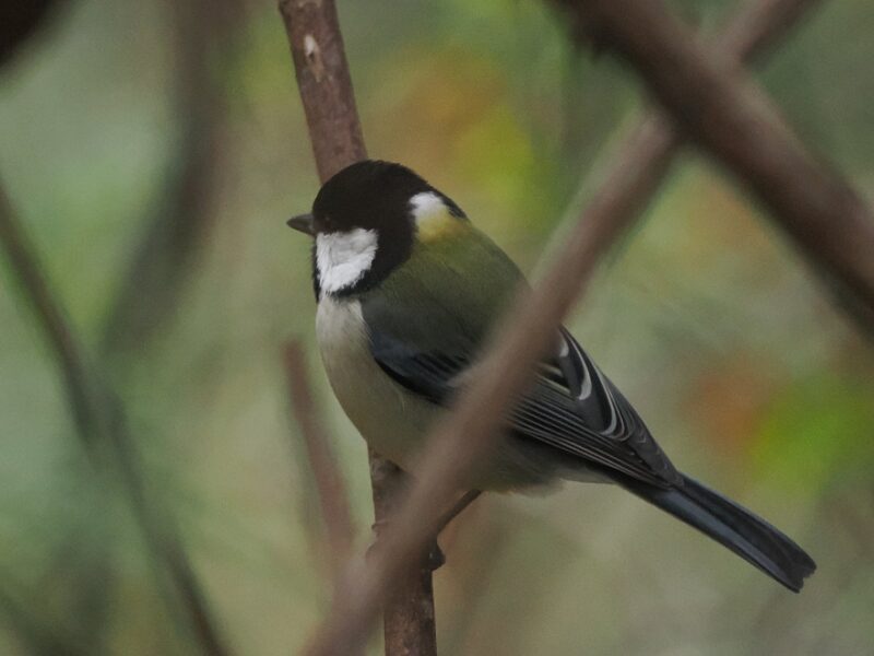 シジュウカラ