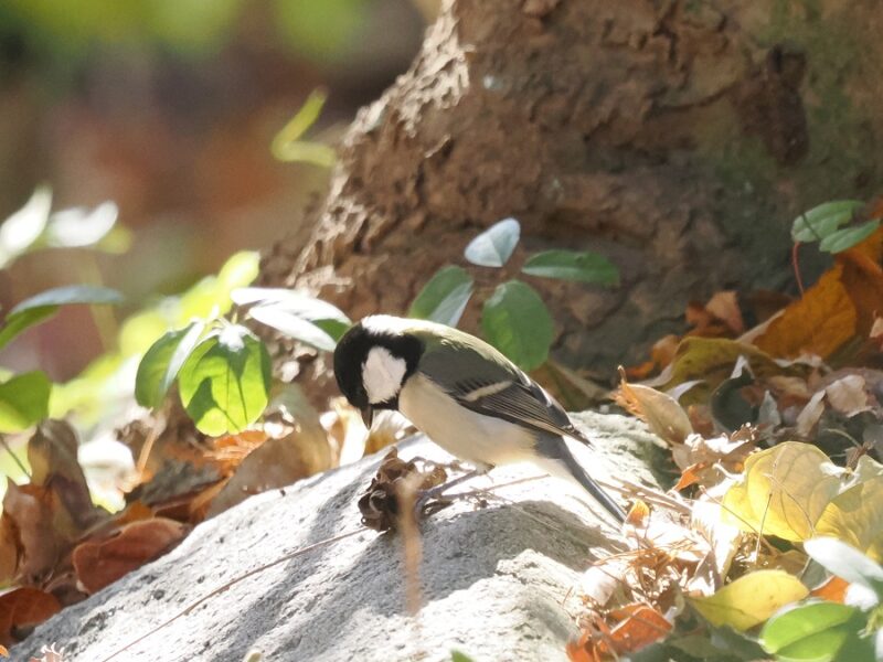 シジュウカラ