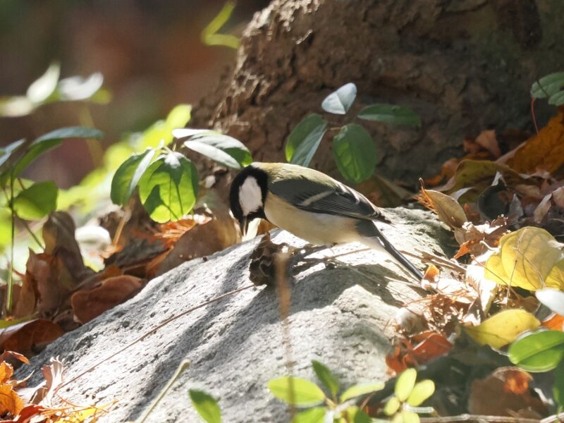 シジュウカラ