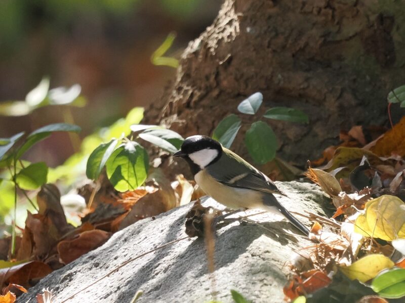 シジュウカラ