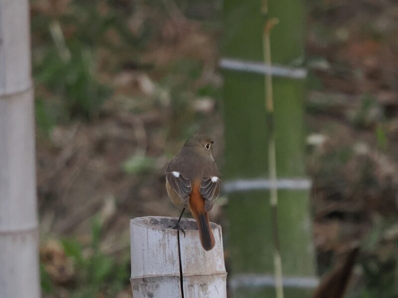 ジョウビタキ雌