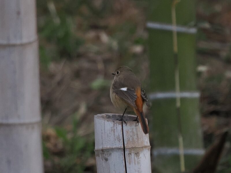 ジョウビタキ雌