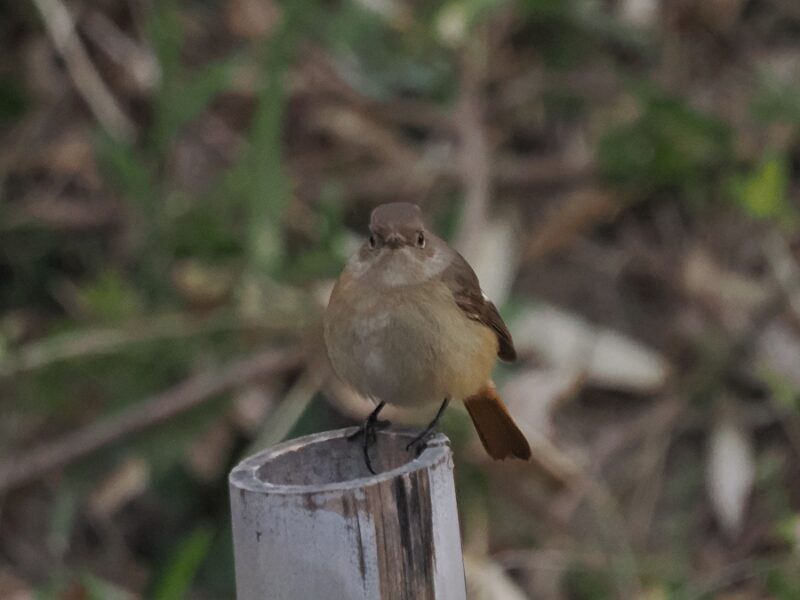 ジョウビタキ雌