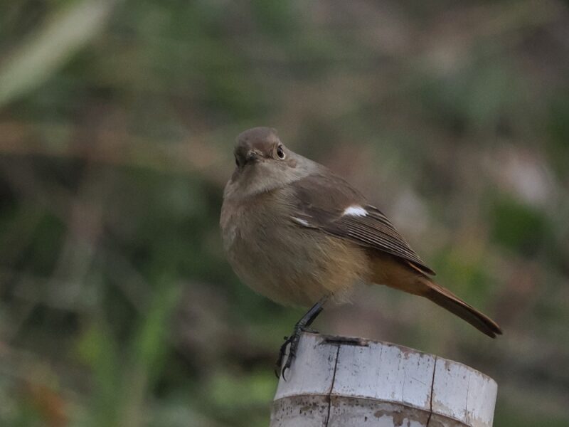ジョウビタキ雌