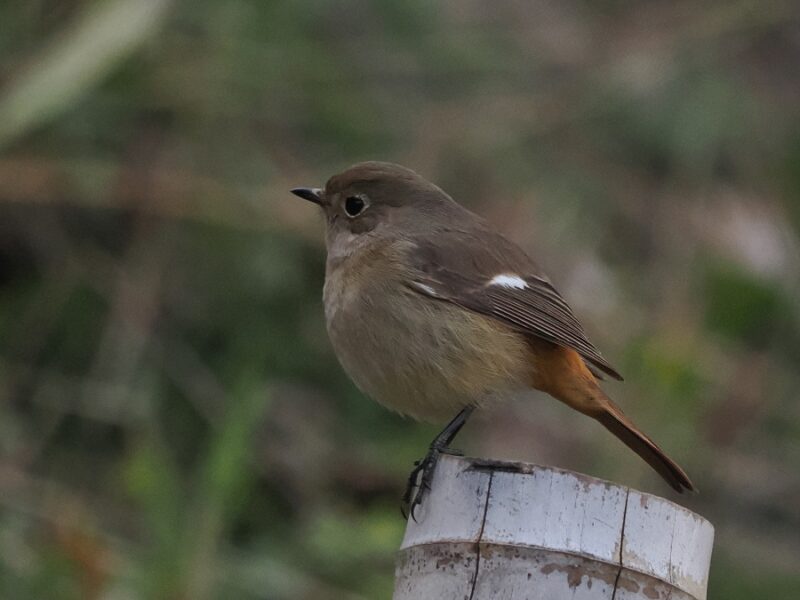 ジョウビタキ雌